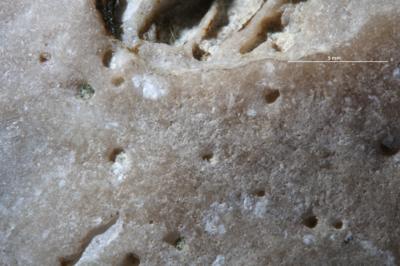 <i></i><br />Hosholm shore,  m, Pirgu Stage