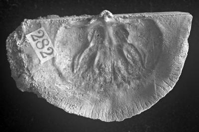 https://files.geocollections.info/large/d7/2a/d72a3805-2972-4aef-8a7f-cead7a8dc88e.jpg
