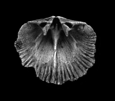 https://files.geocollections.info/large/d7/7a/d77a557e-74bb-4685-868f-03b52c8c6826.jpg