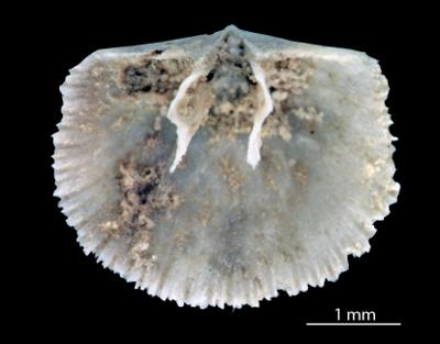 https://files.geocollections.info/large/d7/9d/d79dd37a-a45e-43ff-88d1-fb6de8ab2752.jpg