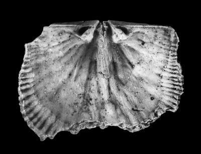https://files.geocollections.info/large/d7/a7/d7a7f1cd-3b78-424e-8092-69f0f8fe8465.jpg