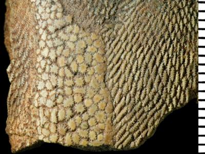 https://files.geocollections.info/large/d7/ca/d7ca488a-a47f-4689-ad74-8881fd8f2e9e.jpg