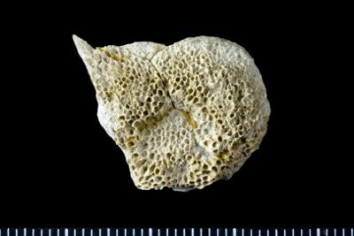 https://files.geocollections.info/large/d7/cd/d7cd256c-b802-47eb-8969-50e0c14fcca3.jpg