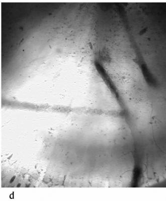 <i>Trypanites ssp.</i><br />Volkhov River outcrops,  m, Volkhov Stage