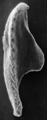 <i>Polychaetaspis varsoviensis Kielan-Jaworowska, 1966</i><br />Rapla borehole, 149.70 m, Idavere Substage