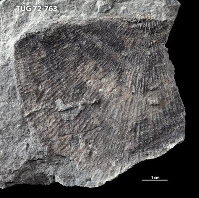 https://files.geocollections.info/large/d8/14/d814cdd4-2210-46a4-b7d4-a04d7682390c.jpg