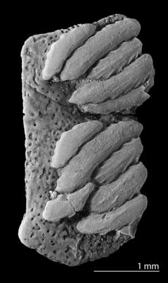 https://files.geocollections.info/large/d8/20/d820930b-875a-4ee4-a053-24b746a7586a.jpg