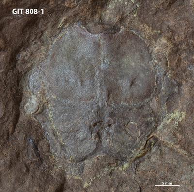 https://files.geocollections.info/large/d8/28/d828a8f1-1919-4e43-b999-57b8e0da1739.jpg