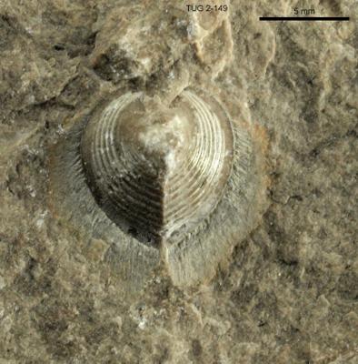 https://files.geocollections.info/large/d8/29/d8295c58-0550-4845-ae87-858c1515ae54.jpg