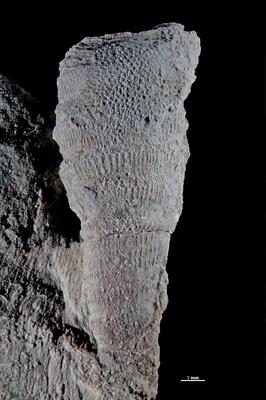 https://files.geocollections.info/large/d8/2e/d82e2848-13ac-41be-8261-cbc139033b44.jpg