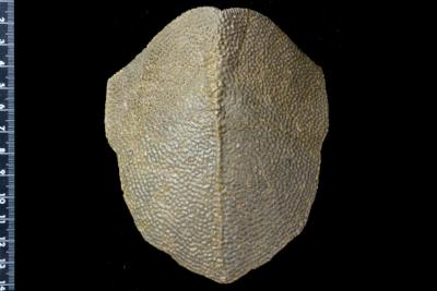 https://files.geocollections.info/large/d8/52/d8526ec5-2de0-4de3-adf1-bf8569566fdd.jpg