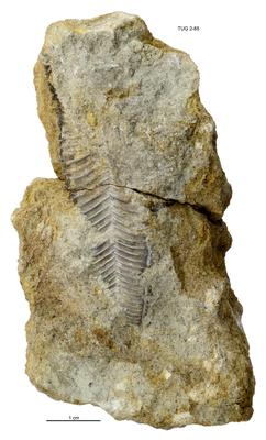 https://files.geocollections.info/large/d8/69/d86937ac-b2da-4be0-a983-5d829e62833b.jpg