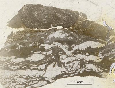 https://files.geocollections.info/large/d8/81/d8818295-bb26-4f3d-abc6-48963202e7d6.jpg