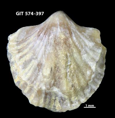 https://files.geocollections.info/large/d8/8c/d88cc5cf-7732-42cb-8de6-f424611e6d38.jpg