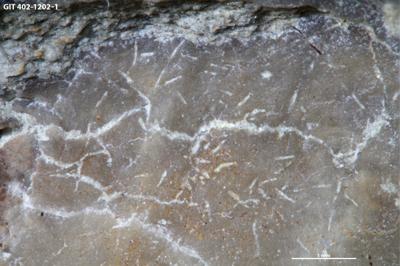 <i>Pinaceocladichnus? isp.</i><br />Ilpla alvar,  m, Kuressaare Stage