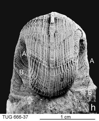 https://files.geocollections.info/large/d8/c8/d8c8f75a-3932-404a-ab5c-fd50127b2ee0.jpg