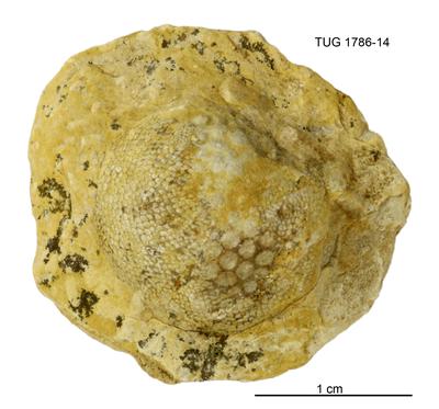https://files.geocollections.info/large/d8/df/d8dfa4bd-e0a4-4710-b3ad-0b2d671fde06.jpg
