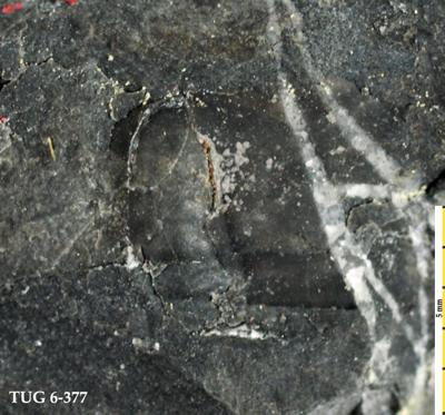 https://files.geocollections.info/large/d8/fe/d8fe0644-cdd0-47a7-97e5-d11dc6dcbbc3.jpg