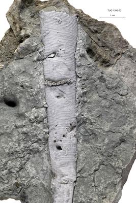 https://files.geocollections.info/large/d9/14/d9149955-47cc-4c3a-85bd-7bf3b1086daa.jpg