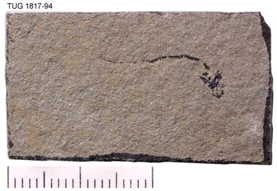 https://files.geocollections.info/large/d9/24/d9243993-7178-4c80-b6a0-50aeec2a2811.jpg