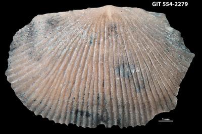 https://files.geocollections.info/large/d9/49/d9498892-ef29-4641-b40b-66c530baa1d0.jpg