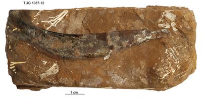 https://files.geocollections.info/large/d9/4f/d94f6f1f-ec79-474e-866c-ca9def29c5e6.jpg