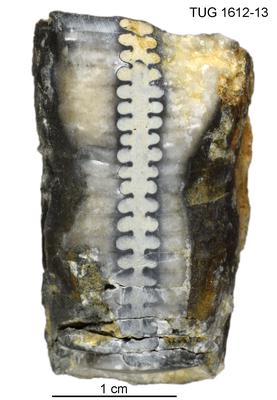 https://files.geocollections.info/large/d9/51/d951dcf1-992c-4d5f-b5a5-98f10ade48b7.jpg