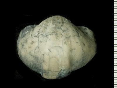 https://files.geocollections.info/large/d9/57/d957b053-ce8e-4672-bde6-e02b5323848c.jpg