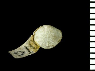 https://files.geocollections.info/large/d9/7a/d97a1ec0-032d-4b45-980c-34784cf624da.jpg