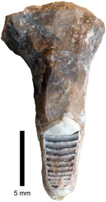 https://files.geocollections.info/large/d9/7b/d97b95e1-3b1a-433d-91f8-7f9e1b8fd628.jpg