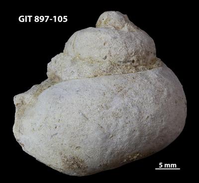 https://files.geocollections.info/large/d9/7c/d97c83b9-b3df-4fef-bd59-6ba037912855.jpg