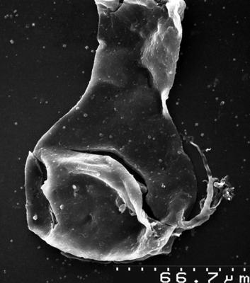 <i><i>Chitinozoa</i></i><br />,  m,  (1534-4)