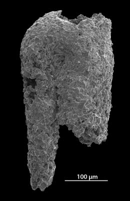 https://files.geocollections.info/large/d9/f8/d9f86059-ba2a-4a02-8e1b-3d347c4cad2e.jpg