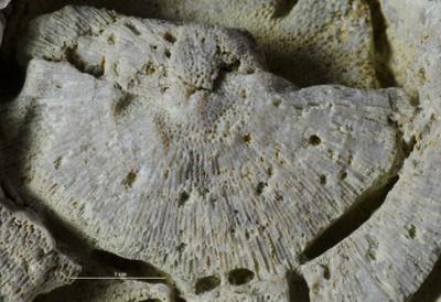 <i></i><br />Aluvere quarry,  m, Jõhvi Substage