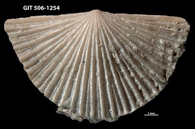 https://files.geocollections.info/large/da/46/da46ca7f-134b-4bc1-9050-3fc4e63868d9.jpg
