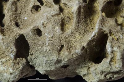 <i></i><br />Hirmuse creek outcrop,  m, Haljala Stage