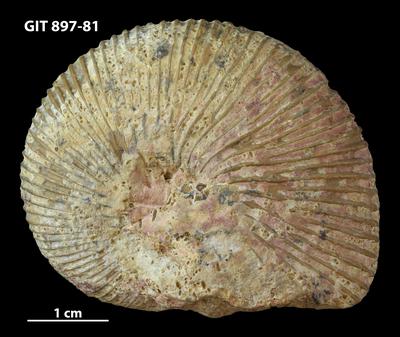 https://files.geocollections.info/large/da/5a/da5a140d-46c3-4954-9fbf-303f114ded8a.jpg