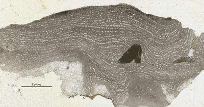 https://files.geocollections.info/large/da/62/da6204f8-8f96-4793-b856-b38b343654ac.jpg