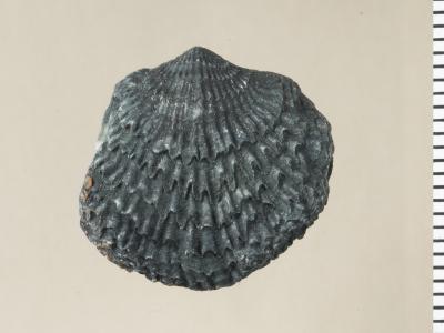 https://files.geocollections.info/large/da/74/da74b397-d5f1-4bc4-af3c-6227ecd734b2.jpg