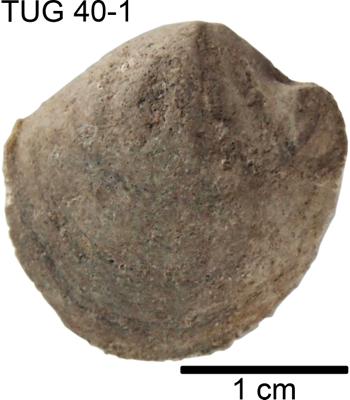 https://files.geocollections.info/large/da/77/da77725c-3911-4c05-82de-5c73568daf8e.jpg