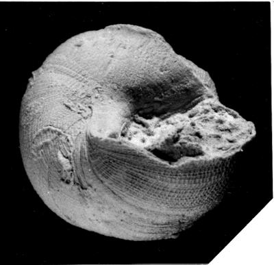 https://files.geocollections.info/large/da/88/da88ffa4-c0a7-4a2a-a9d0-4d7dfd36695b.jpg