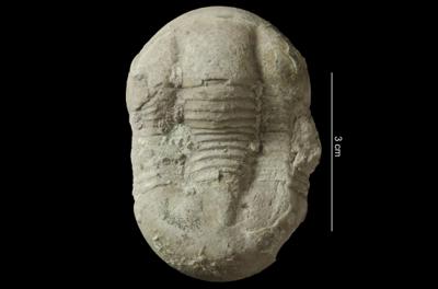 https://files.geocollections.info/large/da/8b/da8b85be-f2c3-451d-8835-564ea83de0c1.jpg