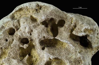 <i></i><br />Hirmuse creek outcrop,  m, Haljala Stage