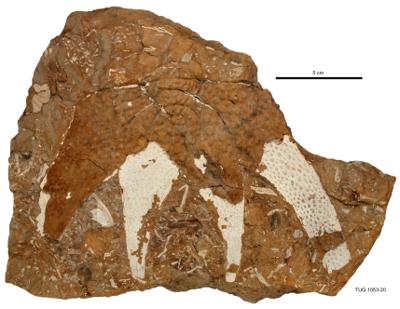 https://files.geocollections.info/large/da/c1/dac11ad9-5f0f-4207-9cbe-6f0835ffd216.jpg