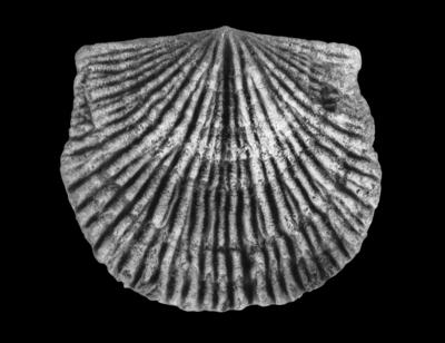 https://files.geocollections.info/large/da/cb/dacb1325-ec84-4fef-a1a1-e6fcbb5ddb93.jpg