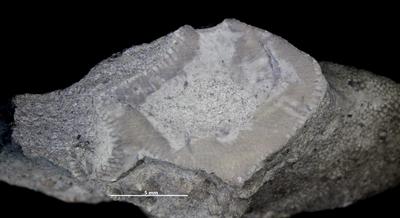 https://files.geocollections.info/large/db/0e/db0ed382-88e4-43a4-8634-10df7bc033ca.jpg