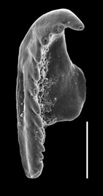 <i>Oenonites sp. A Hints et al., 2006</i><br />Paatsalu 527 borehole, 60.20 m, Wenlock