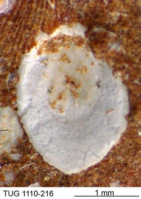 https://files.geocollections.info/large/db/47/db47d114-b386-400e-923c-ce3d56db929f.jpg