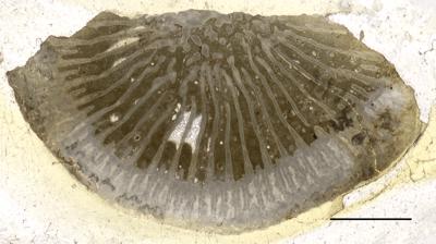https://files.geocollections.info/large/db/49/db4938dd-6895-4940-a01f-6f232369472b.jpg