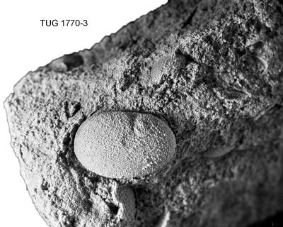 https://files.geocollections.info/large/db/4d/db4dc154-2f3d-43cd-abb7-c214fd3605e6.jpg